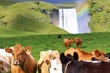 Animals: Cows in Iceland with a rainbow and waterfall