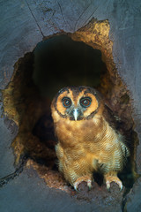 Wall Mural - Owl portrait close up of yellow eyes