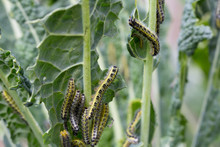Cabbage White Caterpillars