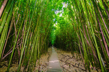  A wooden path through a dense bamboo forest, Maui, Hawaii, USA