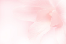 Light Pink Roses In Soft Color And Blur Style For Background