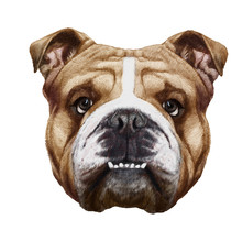 Original Drawing Of English Bulldog. Isolated On White Background.