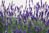 Fototapeta Kwiaty - Beautiful purple lavender flowers in the garden