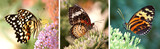 Fototapeta  - Motyle egzotyczne