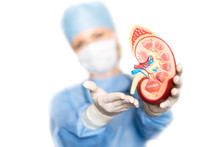Kidney With Surgeon
