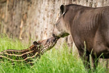 Baby Of The Endangered South American Tapir With Its Mother