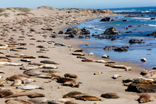 Hundreds Of Sea Lions Sunbathing On A Beach