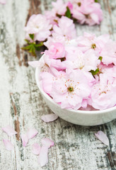 Poster - flowers of sakura blossoms in a bowl of water