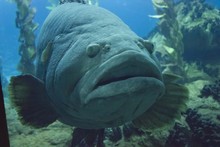 Close Up Of A Napoleon Fish Swimming In Lisbon Aquarium, Face