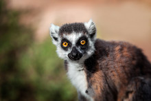 Lemur Looking, Ring-tailed Lemur (Lemur Catta) Wild Portrait