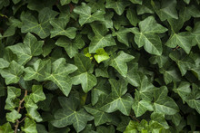Hedera Or Ivy Green Background