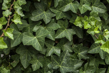 hedera or ivy green background