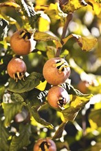 Medlars On Branch
