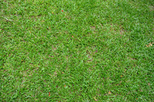 Malaysia Grass Lawn Texture