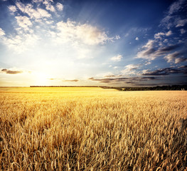 Wall Mural - golden wheat field