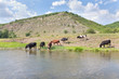rural scene with cows