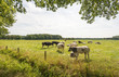 Quietly grazing cows in a Dutch meadow