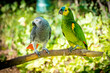 African grey parrot and Blue-fronted amazon