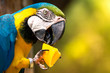 Blue-and-yellow macaw (Ara-ararauna)