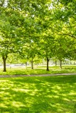 Fototapeta Przestrzenne - Green park with sun shining