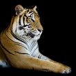 Beautiful tiger - isolated on black background