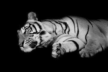 Wall Mural - black & white tiger sleep on one's side isolated on black backgr