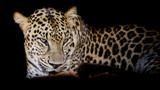 Fototapeta Zwierzęta - Leopard portrait isolate on black background