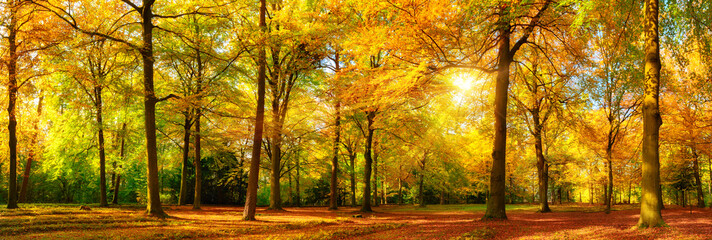 Wall Mural - Herbst Wald Panorama im goldenen Sonnenschein