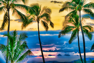 Wall Mural - Palm trees silhouetted against a tropical sunset, Kauai, Hawaii,