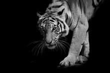Black & White Tiger Walking Step By Step Isolated On Black Backg