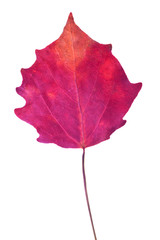 Canvas Print - dark red aspen fall leaf isolated on white