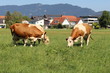 Cows are grazing on green meadow in Hard, Vorarlberg, Austria.