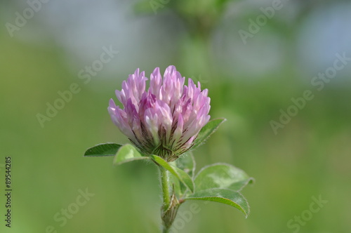 湿原の野草の花 長野 車山高原 Stock Photo Adobe Stock
