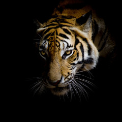 Wall Mural - close up face tiger isolated on black background