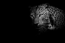 Black & White Leopard Portrait Isolate On Black Background