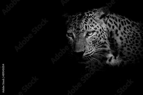 Fotografija  black & white Leopard portrait isolate on black background