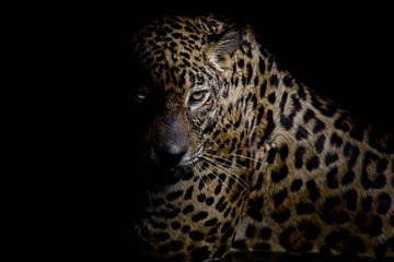 Wall Mural - Leopard portrait isolate on black background