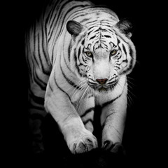 Wall Mural - White tiger jumping isolated on black background