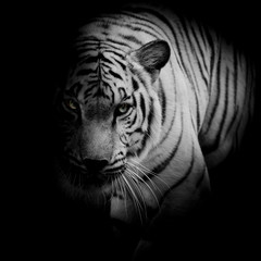 Wall Mural - White tiger isolated on black background