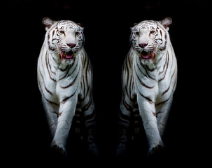 Wall Mural - Twin white tigers are walking isolated on black background