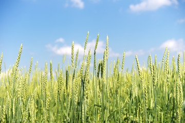 Wall Mural - wheat field