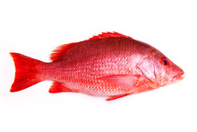 Northern Red Snapper Fish Lutjanus Campechanusfish Isolated On A White Background.