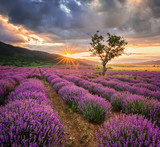 Fototapeta Fototapety z widokami - Stunning landscape with lavender field at sunrise