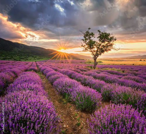 Fototapeta na wymiar Stunning landscape with lavender field at sunrise