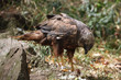 Western marsh harrier (Circus aeruginosus).