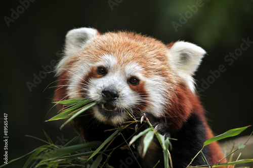 Fotografía Red panda (Ailurus fulgens).