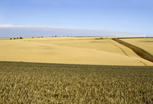 
The Wolds Are The Most Northern Chalk Hills In England, With Rolling Dales And Valleys. This Shows The Hills With An Old Deserted Farm Surrounded By Fields Of Wheat Ready For Harvest