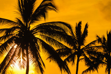 Wall Mural - Silhouette of palm trees on Maui, Hawaii, USA