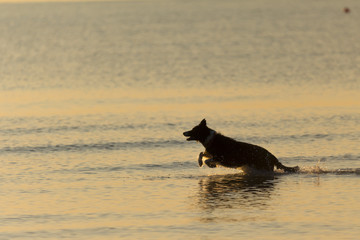  Dog running in the sea at dawn. Cane che corre nel mare all'alba