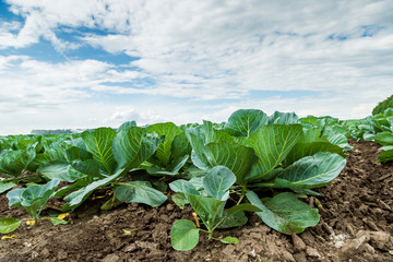 Wall Mural - Cabbage field